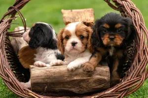 Cute Cavalier King Charles Spaniel puppies in a wicker basket outdoors, showcasing playful and innocent expressions. jigsaw puzzle