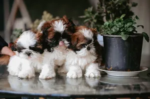 Three fluffy Shih Tzu puppies sitting on a glass table next to indoor plant. jigsaw puzzle