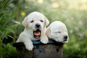 Two cute Labrador Retriever puppies in a garden, one yawning, the other sleeping. jigsaw puzzle