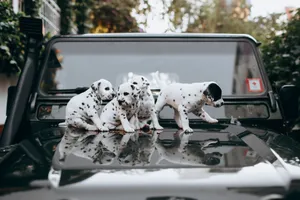 Four cute Dalmatian puppies play on an SUV hood outside, creating a charming and playful scene. jigsaw puzzle