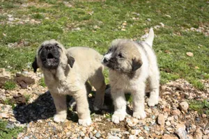 Two fluffy puppies enjoy a playful moment outdoors in the sunshine, showcasing their charming personalities. jigsaw puzzle