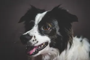 A detailed close-up of a smiling Border Collie showing its playful, friendly nature. jigsaw puzzle