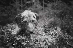 A scruffy dog explores a lush undergrowth in this black and white photograph, capturing a serene woodland moment. jigsaw puzzle