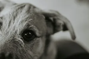 Artistic black and white close-up of a dog's eye showcasing texture and emotion. jigsaw puzzle