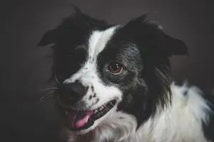 Charming close-up of a happy Border Collie dog with a black and white coat. Ideal for pet enthusiasts. jigsaw puzzle