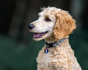 Close-up of a curly coated dog wearing a collar in a natural setting. jigsaw puzzle