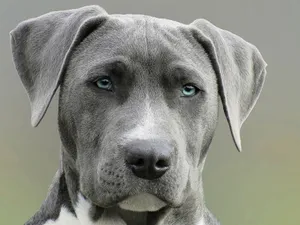 High-resolution close-up portrait of a gray dog with striking blue eyes, capturing elegant features. jigsaw puzzle