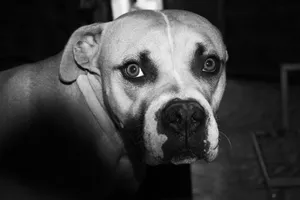 A captivating black and white portrait of a dog, showcasing expressive eyes and a loving gaze. jigsaw puzzle