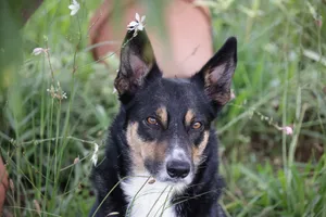 Captivating image of a border collie amidst green grass and flowers exudes natural beauty. jigsaw puzzle