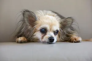 A long-haired senior chihuahua with blind eyes rests peacefully indoors, showcasing its calm demeanor. jigsaw puzzle
