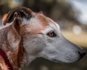 A detailed side profile of a dog with focused eyes captured outdoors in Bibra Lake. jigsaw puzzle