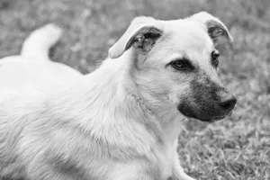 Monochrome image of a calm dog lying on grassy surface in natural setting. jigsaw puzzle