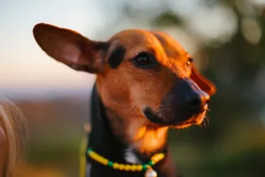 Vivid portrait of a small brown and black dog with prominent ears enjoying the golden sunset outdoors. jigsaw puzzle