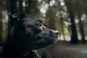 Close-up of a black dog in a forest, focusing on its profile against a blurred background. jigsaw puzzle