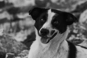 An adorable black and white photo of a smiling dog, outdoors. jigsaw puzzle