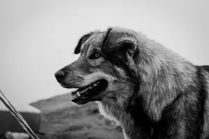 A striking black and white portrait of a Himalayan dog in Jibhi, HP, India. jigsaw puzzle