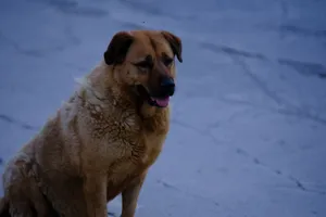 Brown Turkish Kangal dog seated on a street in İzmir, Türkiye. jigsaw puzzle
