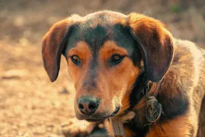 A close-up shot of a brown dog with a calm expression outdoors. jigsaw puzzle