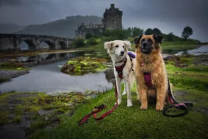 Two dogs sitting on grass near Eilean Donan Castle with a scenic bridge in the background. jigsaw puzzle