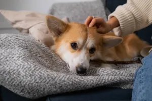 A cute Corgi puppy enjoys being petted while resting on a comfortable sofa indoors. jigsaw puzzle