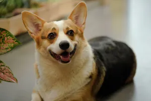 Charming portrait of a Pembroke Welsh Corgi lying indoors, smiling. jigsaw puzzle