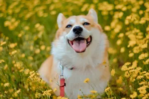 Adorable corgi enjoying a sunny day in a field of yellow flowers, embodying joy and playfulness. jigsaw puzzle