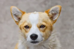 Close-up of a charming Corgi dog with an alert and curious expression. jigsaw puzzle