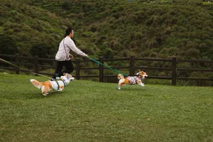 A person joyfully walks two corgis in a scenic park with verdant hills. jigsaw puzzle
