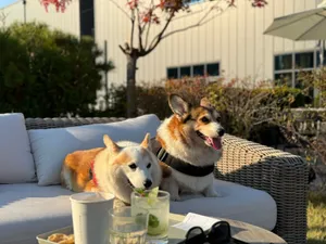 Two cute Corgis enjoying a sunny day on an outdoor terrace sofa with drinks. jigsaw puzzle