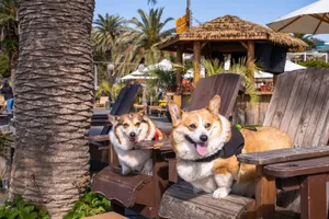 Two cheerful corgis relaxing on wooden chairs under palm trees at a sunny beach resort. jigsaw puzzle