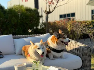 Two adorable corgis lounging on a sofa in a sunlit garden provides a cozy pet-filled moment. jigsaw puzzle