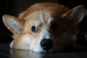 A close-up of a Welsh Corgi lying on the floor, showcasing its furry details. jigsaw puzzle