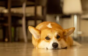 A cute Corgi dog lying down indoors, capturing a moment of calm and relaxation. jigsaw puzzle