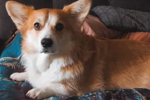 Cute Pembroke Welsh Corgi relaxing indoors on a cozy blanket. jigsaw puzzle