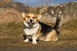 Cheerful corgi on a sunny day in Jönköping, Sweden, showcasing its playful nature. jigsaw puzzle