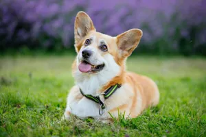 A cute corgi dog lying on a vibrant grass field with flowers in the background. jigsaw puzzle