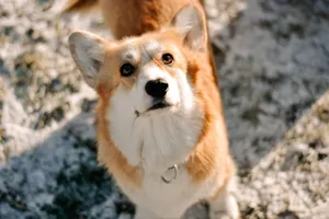 A cute corgi standing outdoors in a snowy winter scene, looking up. jigsaw puzzle