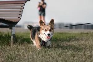 Corgi happily walking on leash in park, showcasing playful and energetic demeanor. jigsaw puzzle