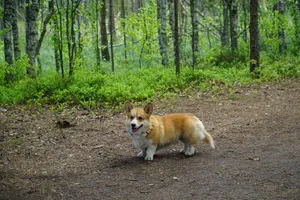 Charming corgi standing in a vivid green forest, enjoying nature outdoors. jigsaw puzzle