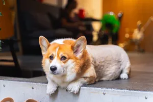 Adorable Corgi relaxing indoors, showcasing a cozy atmosphere in Ho Chi Minh City, Vietnam. jigsaw puzzle