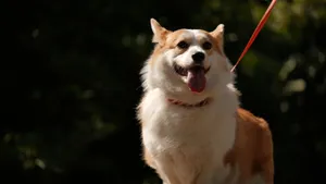 Adorable corgi enjoying a walk in Dali, Yunnan Province, China. jigsaw puzzle