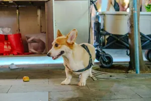 Playful corgi dog on a city street, exploring an urban setting with shopping bags. jigsaw puzzle