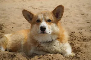 Cute corgi lies comfortably on the sand at the beach during a sunny day. jigsaw puzzle