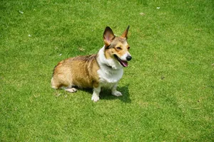 Adorable corgi sitting on green grass under the bright sun in Mexico City. jigsaw puzzle
