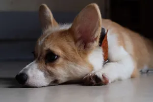 A cute corgi dog relaxing indoors, captured thoughtfully in Ho Chi Minh City, Vietnam. jigsaw puzzle