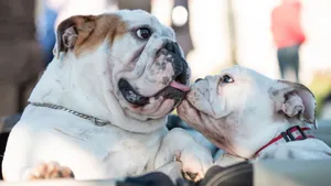 Heartwarming image of two English Bulldogs showing affection outdoors. jigsaw puzzle