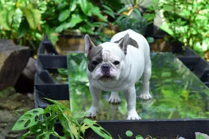 Cute French Bulldog standing outdoors on a bright day surrounded by lush green plants. jigsaw puzzle