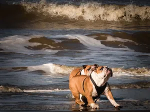 Two bulldogs enjoy playtime on the sandy beach with waves crashing behind them. jigsaw puzzle
