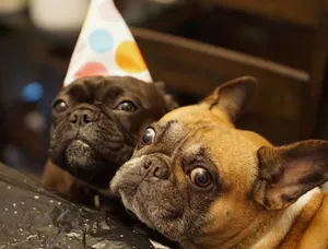 Two cute bulldogs in a festive mood with party hats, perfect for celebrations. jigsaw puzzle