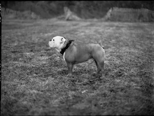 Black and white photo of a bulldog standing on grass, showcasing its strong stature. jigsaw puzzle